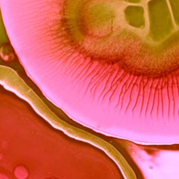 Fermented Formulations