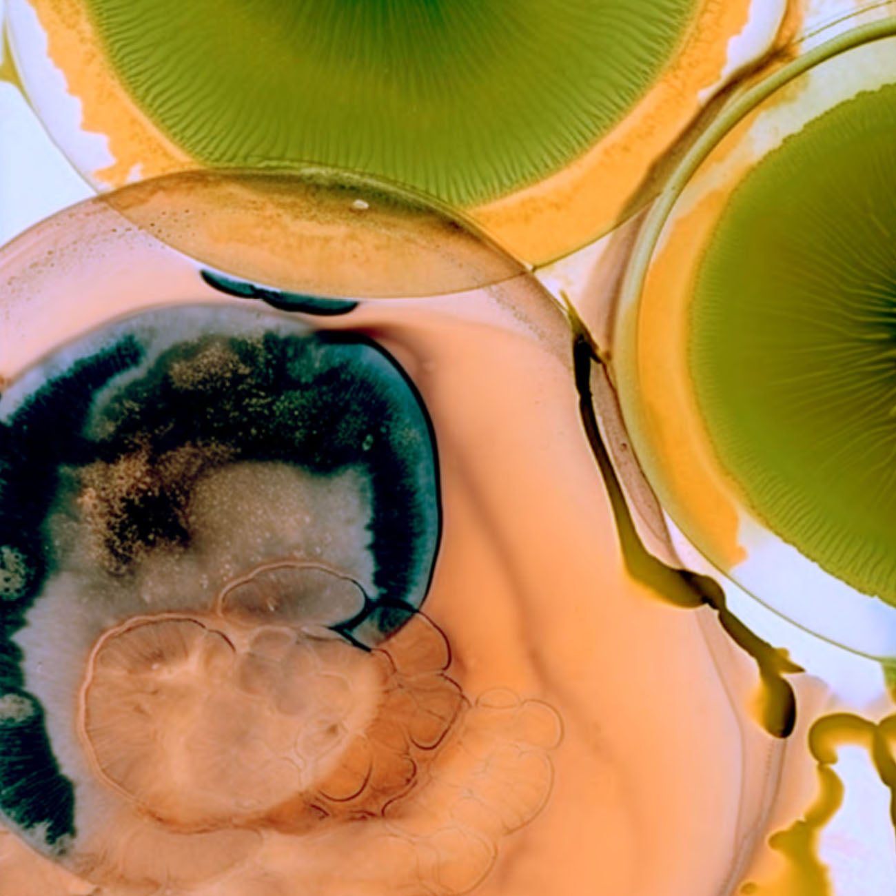 Fermentierte Skincare Formulas