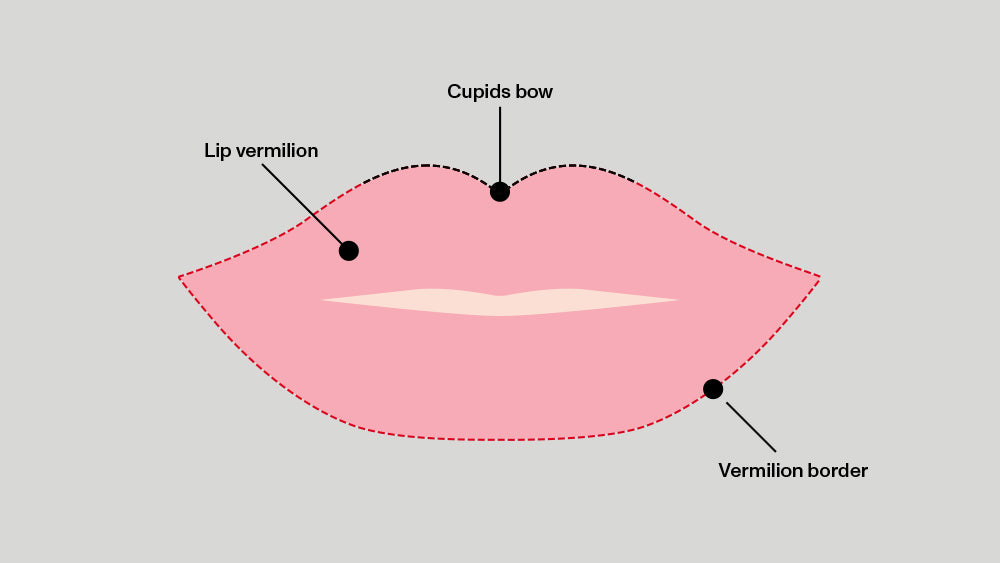 LippenAnatomie